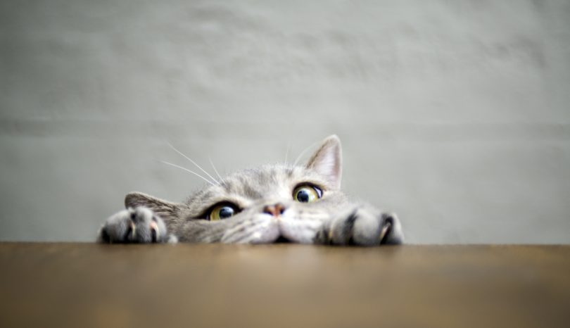 En katt vil opp på bordet