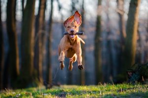 En hund etter pinne