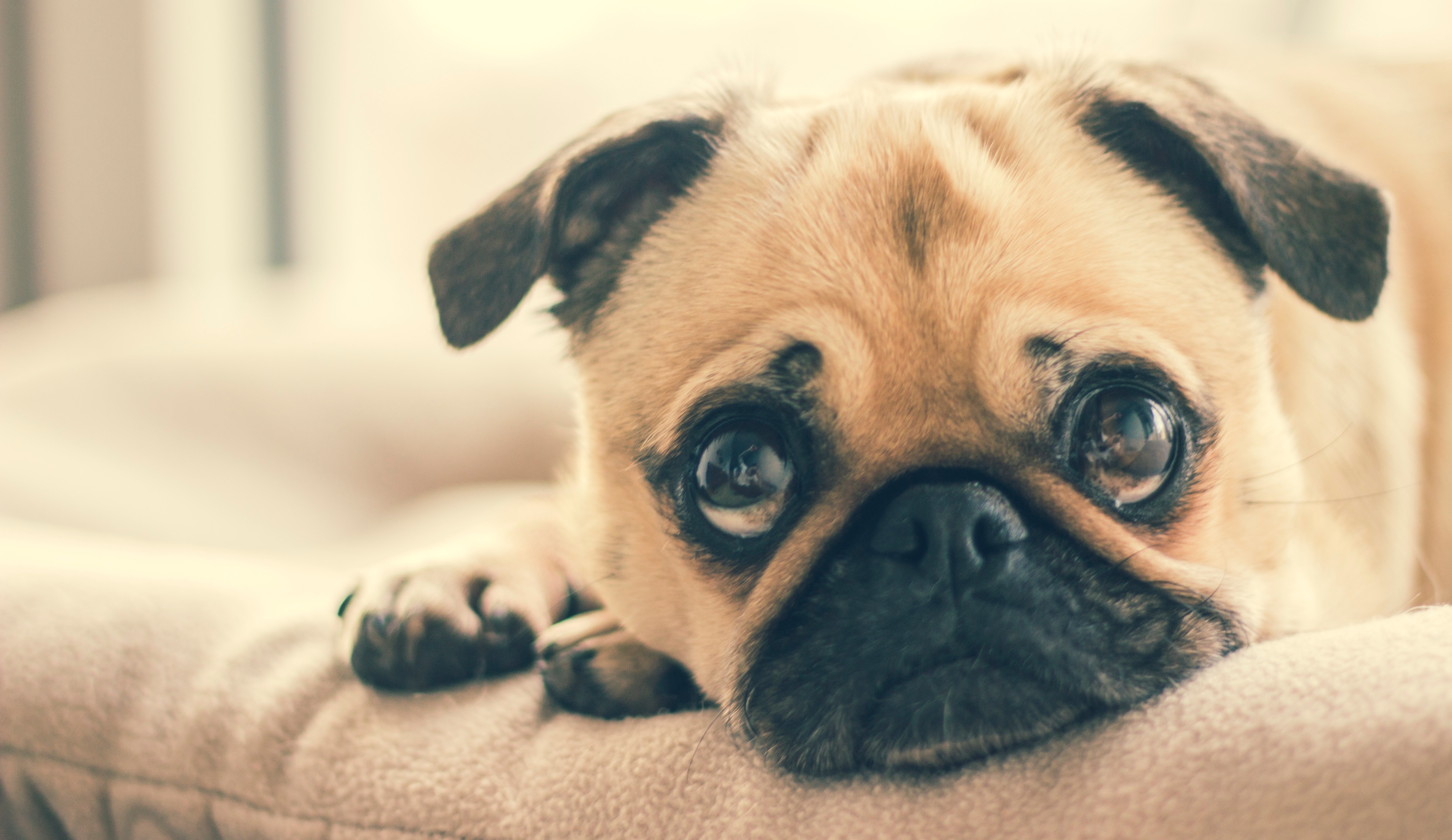 En bedende hund